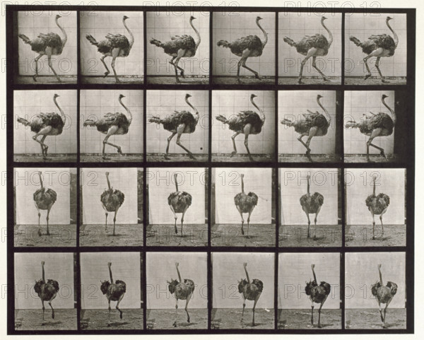 Ostrich, 1872-1885. Creator: Eadweard J Muybridge.