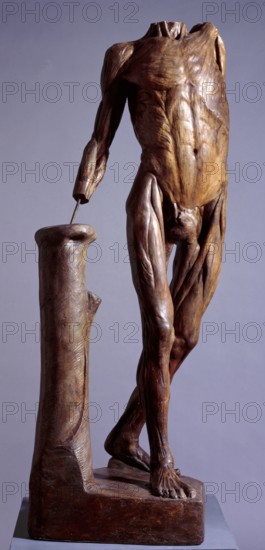 Standing écorché figure, mid 18th century? Creator: Unknown.