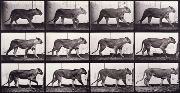 Lioness walking, 1872-1885.  Creator: Eadweard J Muybridge.