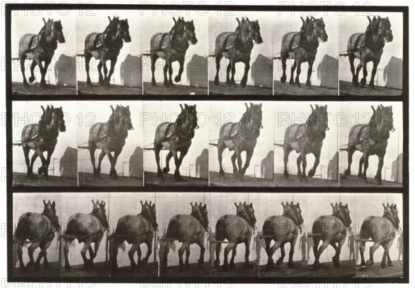Hauling, 1872-1885.  Creator: Eadweard J Muybridge.