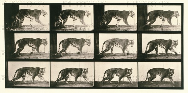 Tigress, 1872-1885.  Creator: Eadweard J Muybridge.