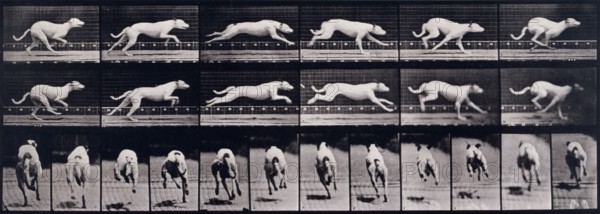 Dog, 1872-1885.   Creator: Eadweard J Muybridge.