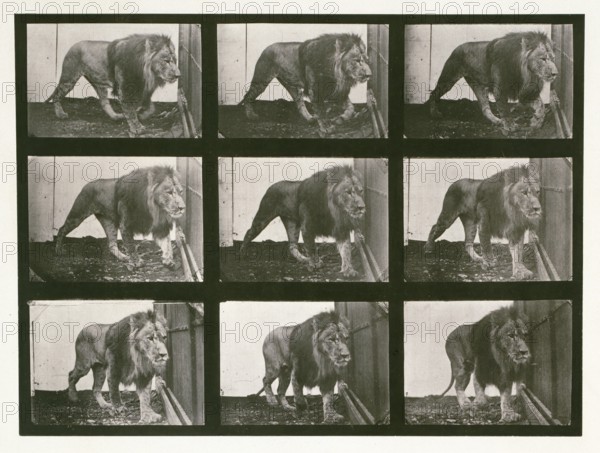 Lion, 1887.  Creator: Eadweard J Muybridge.