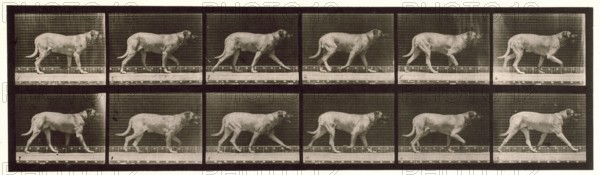 Dog, 1872-1885.  Creator: Eadweard J Muybridge.