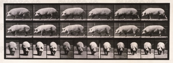 Sow walking, 1872-1885.  Creator: Eadweard J Muybridge.