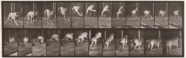 Dog, 1872-1885.  Creator: Eadweard J Muybridge.