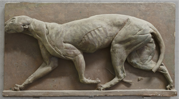 Écorché Panther, mid-late 18th century?  Creator: George Stubbs.