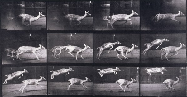 Fallow deer, 1872-1885.  Creator: Eadweard J Muybridge.