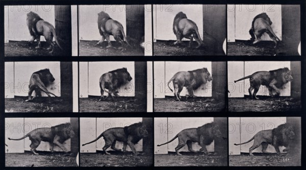 Lion walking, turning around, 1872-1885.  Creator: Eadweard J Muybridge.