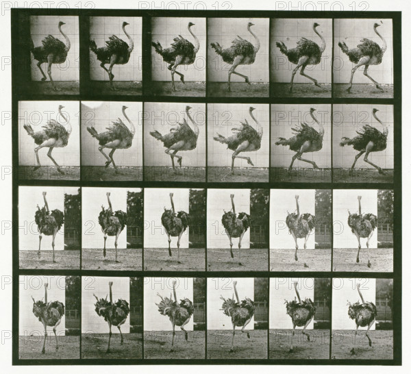 Ostrich, 1872-1885. Creator: Eadweard J Muybridge.