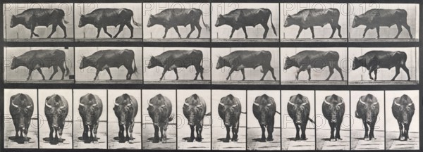 Ox walking, 1872-1885.  Creator: Eadweard J Muybridge.