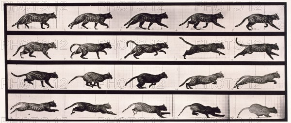 Cat, 1872-1885.  Creator: Eadweard J Muybridge.