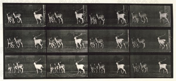 Fallow deer, 1872-1885.  Creator: Eadweard J Muybridge.
