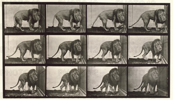 Lion, 1872-1885.  Creator: Eadweard J Muybridge.