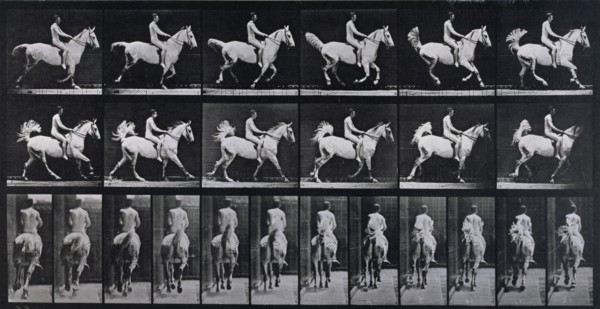 Canter, 1872-1885.  Creator: Eadweard J Muybridge.
