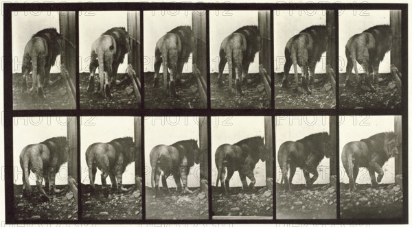 Lion walking turning around, 1872-1885.  Creator: Eadweard J Muybridge.