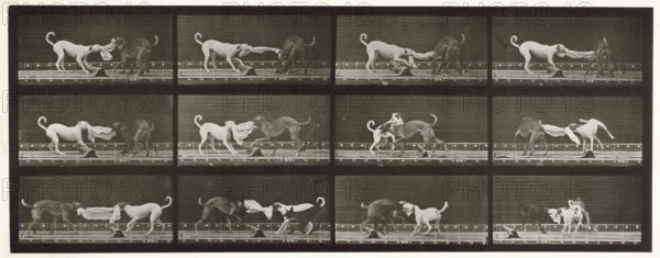 Dogs, 1872-1885.  Creator: Eadweard J Muybridge.