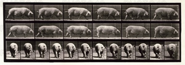 Sow, 1872-1885.  Creator: Eadweard J Muybridge.