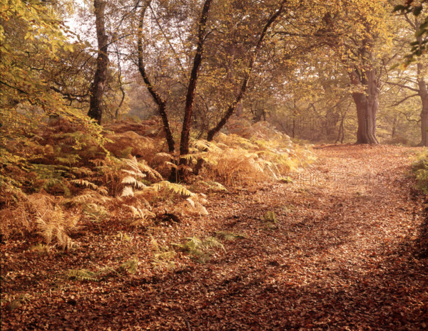 Autumn at Burnham Beeches, Buckinghamshire, c1955.  Creator: Arthur Charles Kirby Ware.