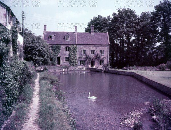 Swans on the pond, Blockley, Gloucestershire, c1955.  Creator: Arthur Charles Kirby Ware.