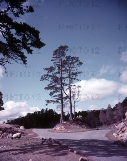 New road and firs, Glen Affric, Scotland, c1955. Creator: Arthur Charles Kirby Ware.
