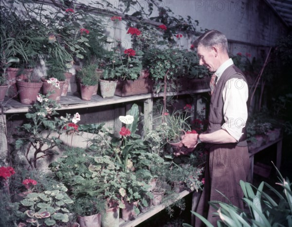 Gardener in hothouse, Monmouth, c1955.  Creator: Arthur Charles Kirby Ware.