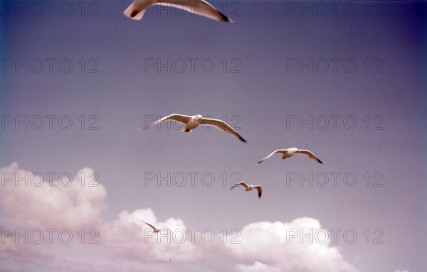 Herring gulls in flight, Isles of Scilly, c1955.  Creator: Arthur Charles Kirby Ware.