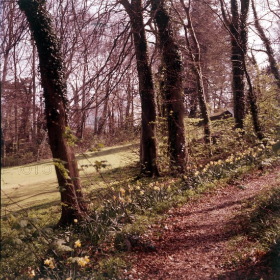 Woodland walk, Palace Hotel, Torquay, Devon, c1955.  Creator: Arthur Charles Kirby Ware.