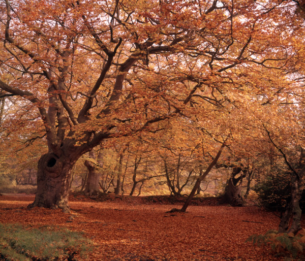 Autumn at Burnham Beeches, Buckinghamshire, c1955.  Creator: Arthur Charles Kirby Ware.