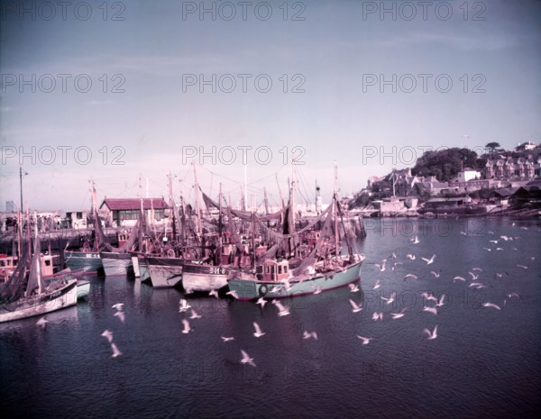Boats and gulls in the harbour at Brixham, Devon, c1955. Creator: Arthur Charles Kirby Ware.