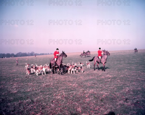 Hunt of Woburn Abbey, Bedfordshire, c1955.  Creator: Arthur Charles Kirby Ware.