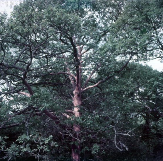 Oak trees stripped of bark by insects, Forest of Dean, c1955.  Creator: Arthur Charles Kirby Ware.