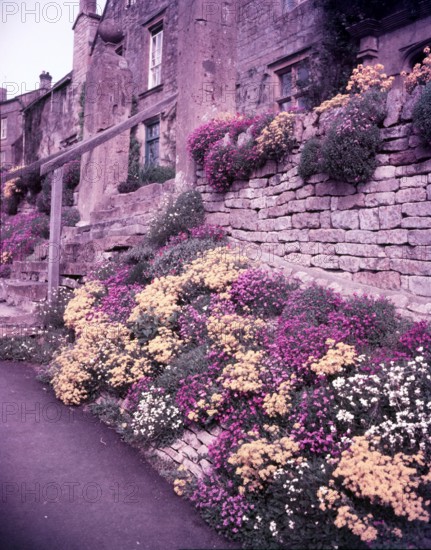 Spring flowers, Blockley, Gloucestershire, c1955. Creator: Arthur Charles Kirby Ware.