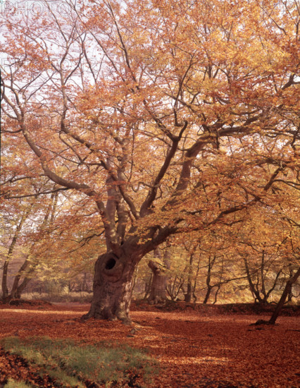 Autumn at Burnham Beeches, Buckinghamshire, c1955.  Creator: Arthur Charles Kirby Ware.