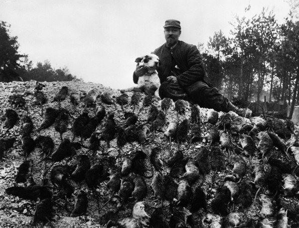 TRANCHEE ENVAHIE PAR DES RATS - Entre 1914 et 1918, sur le front du Nord et de l'Est de la France,