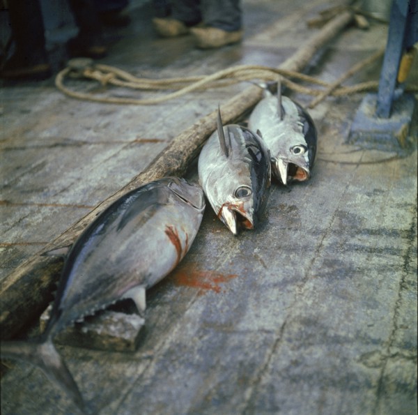 En août 1955, à bord du dernier thonier à voile de Concarneau, ces trois thons qui viennent d'être