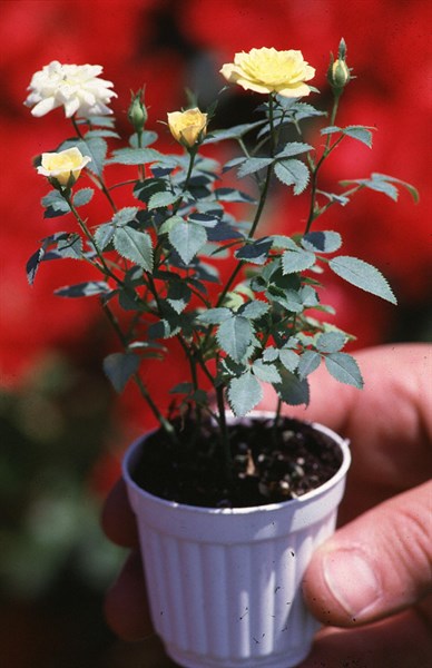 Rose of Peace