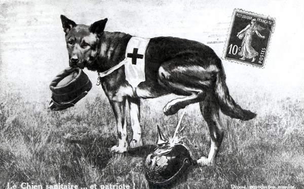 Chien sanitaire de la Croix Rouge