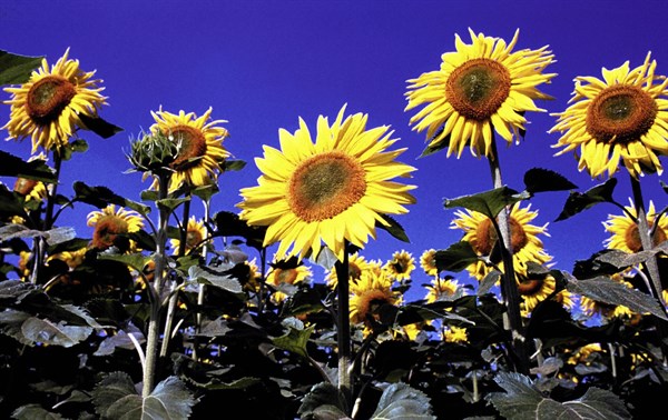 Sunflowers