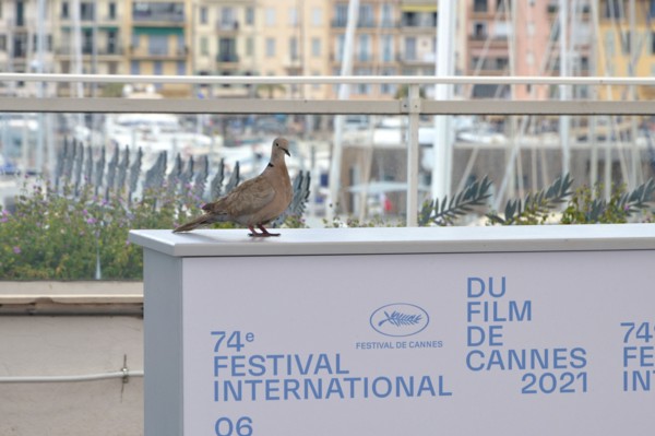 Photocall, 2021 Cannes Film Festival