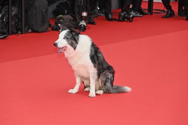 Actor-dog Messi