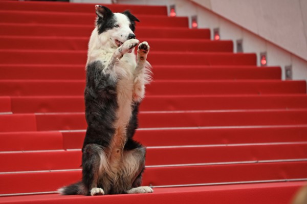 Actor-dog Messi