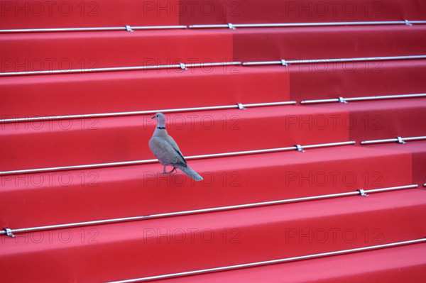 Cannes Film Festival