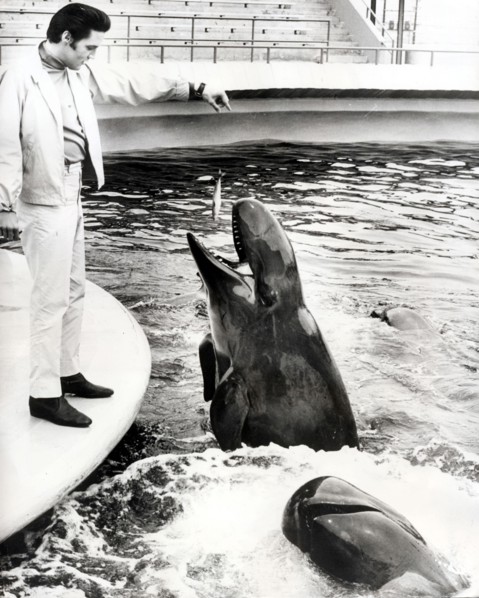 Elvis PRESLEY feeds a whale at SeaWorld Animal Park, San Diego