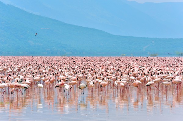 Huge Swarm of Lesser Flamingos, Phoenicopterus minor, at Lake Bogoria in Kenya