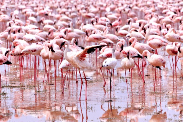 Flaunting Lesser Flamingo, Phoenicopterus minor, at Lake Bogoria, Kenya