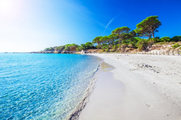 Sandy Palombaggia beach with pine trees and azure clear water, Corsica, France, Europe.