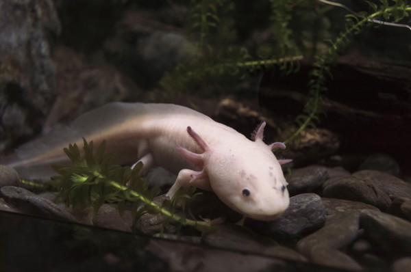 lying on rocks axolotl near fish tank glass