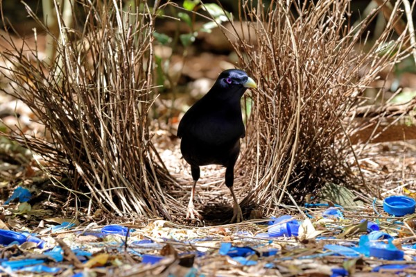 Male Satin Bowerbird at Bower