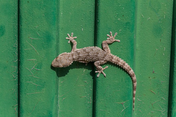 Tarentola mauritanica, Moorish Gecko